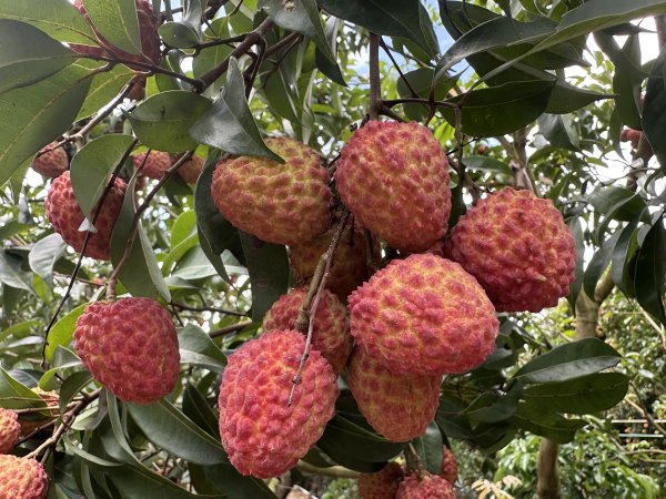 体育游戏app平台还不错到咱们横沥体验郊野舒畅-云开体育app平台下载(官方)网站/网页版登录入口/手机版APP下载