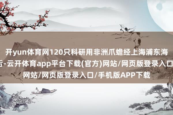 开yun体育网120只科研用非洲爪蟾经上海浦东海外机场海关检察后-云开体育app平台下载(官方)网站/网页版登录入口/手机版APP下载